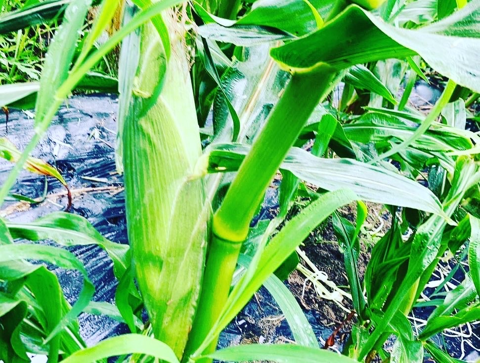 真心のこもったお米と野菜