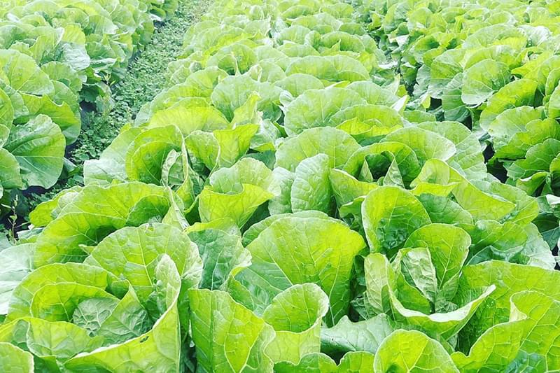 真心のこもったお米と野菜